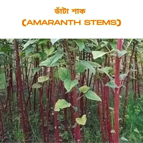 Field of amaranth plants (Utta Shak) with tall, vibrant reddish stems and green leaves growing densely.