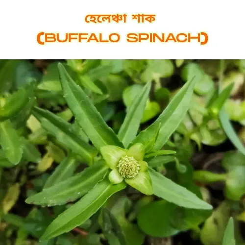 Close-up of fresh green Thankuni (Centella asiatica) plant with long slender leaves and a small cluster of tiny flower buds in the center.