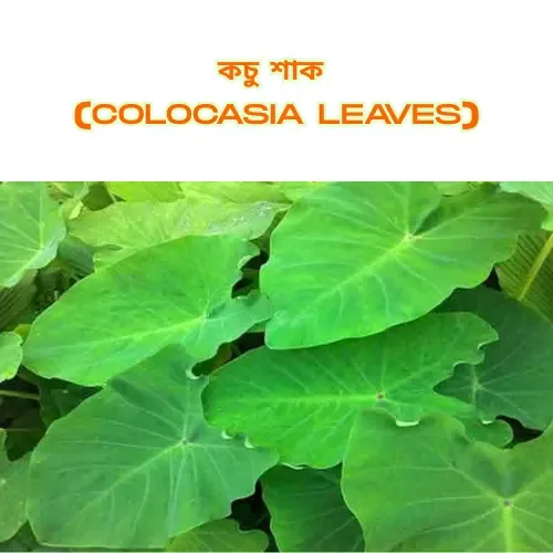 Bright green Colocasia (Kochu Shak) leaves growing in a cluster, with Bengali and English labels above.
