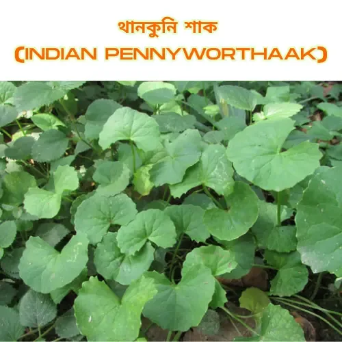 Fresh green Indian Pennywort (Thankuni Shak) plants growing closely together with round, slightly scalloped leaves.