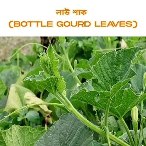 Close-up of vibrant green bottle gourd leaves with a few tender sprouts, set against a blurred garden background.