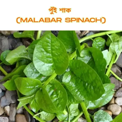Fresh green Malabar Spinach (Pui Shak) leaves placed on pebbles, with Bengali and English labels above.