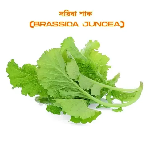 A bunch of fresh green mustard greens (Brassica juncea) with leafy texture, displayed on a white background.